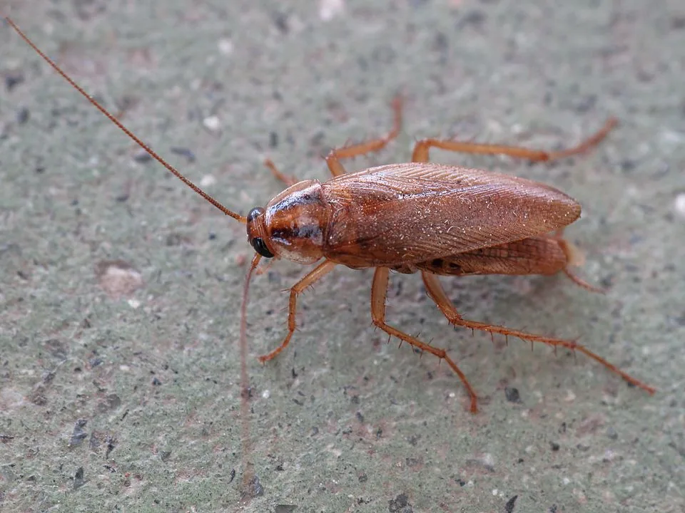 Cafard (Blattodea) en gros plan, identification de l'espèce lors du diagnostic